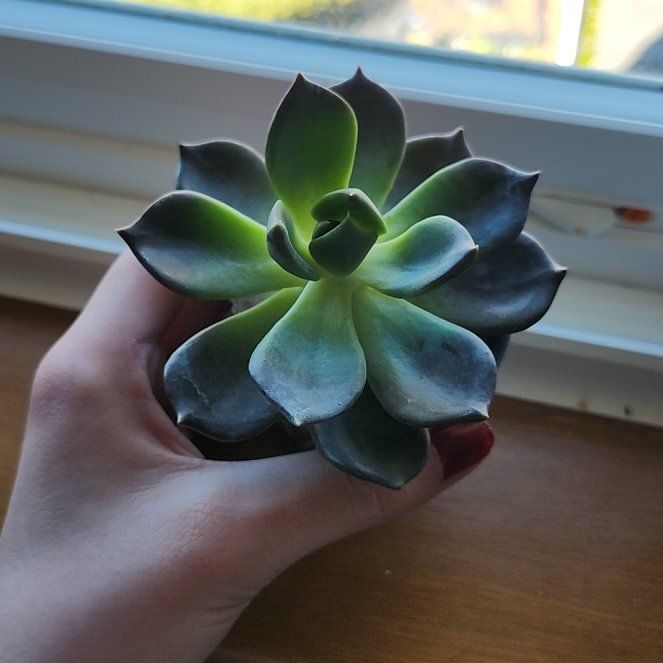 Photo of the plant species Echeveria 'Dark Moon' by @LuminousAnise90 named Scarlett on Greg, the plant care app