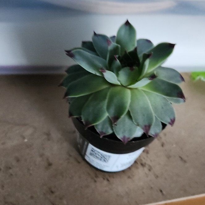 Photo of the plant species Sempervivum calcareum by @LuminousAnise90 named Stella on Greg, the plant care app