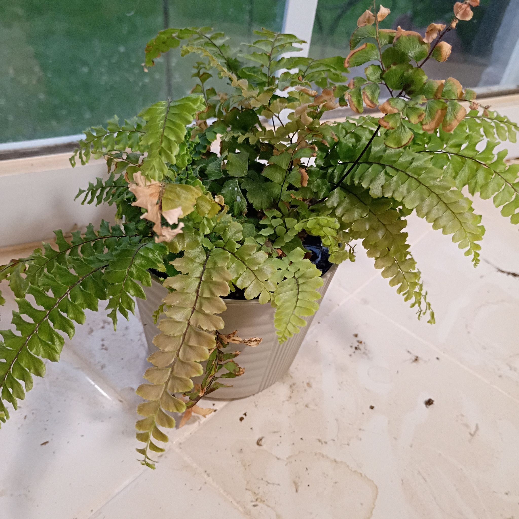 Photo of the plant species Cunningham's Maidenhair Fern by @LordlyRedpine41 named Osmo on Greg, the plant care app