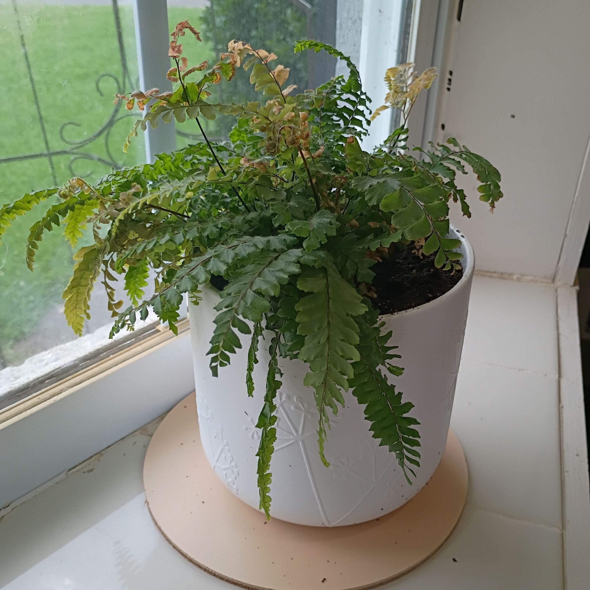 Photo of the plant species Cunningham's Maidenhair Fern by @LordlyRedpine41 named Osmo on Greg, the plant care app
