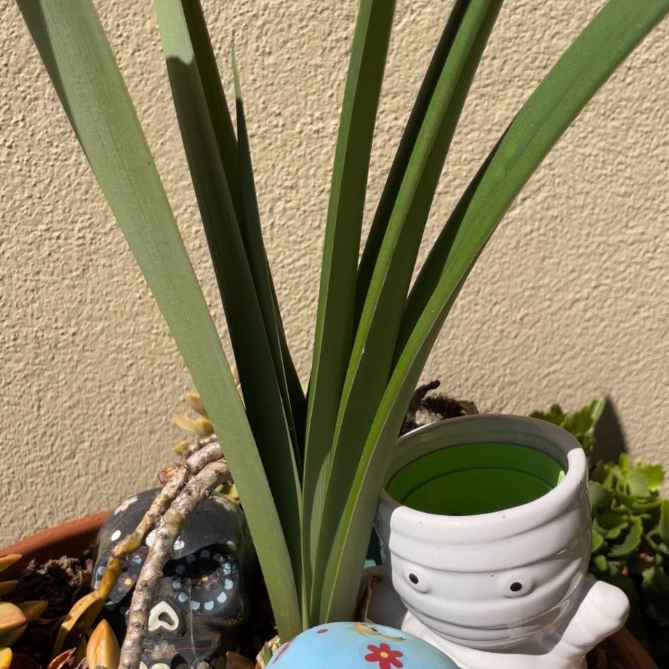 Photo of the plant species Red Lion Amaryllis by @NewCoccoon63 named Demi on Greg, the plant care app