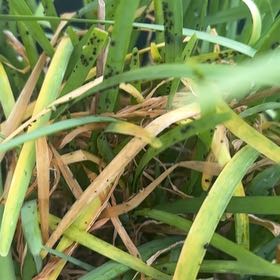 Photo of the plant species Chinese Chives by @HighVaseyoak98 named Marilyn on Greg, the plant care app