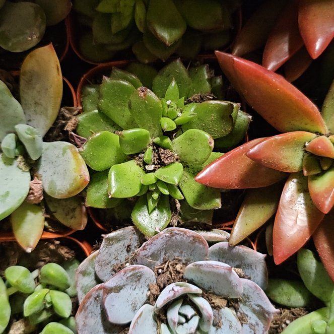 Photo of the plant species Crassula Orbicularis by @SpiritedChaya70 named Planty on Greg, the plant care app