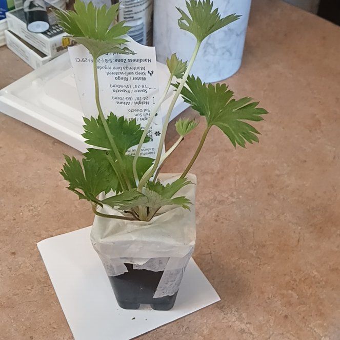 Photo of the plant species Candle Larkspur by @SpicyTawapou50 named Harmony on Greg, the plant care app