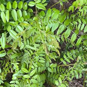Photo of the plant species False Indigo by @BigWildgrape87 named Elle on Greg, the plant care app