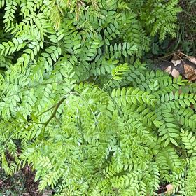 Photo of the plant species Common Honeylocust by @BigWildgrape87 named Prince on Greg, the plant care app