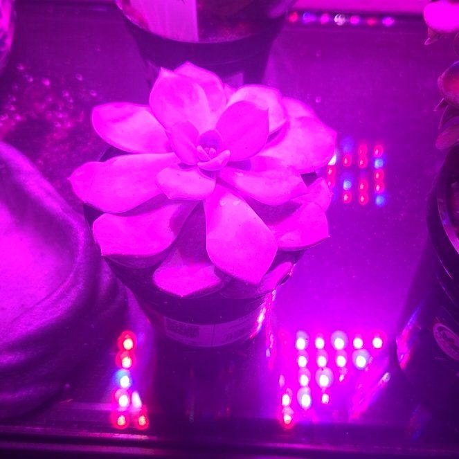 Photo of the plant species Echeveria Hybrid by @GentleGarlic89 named Harper on Greg, the plant care app