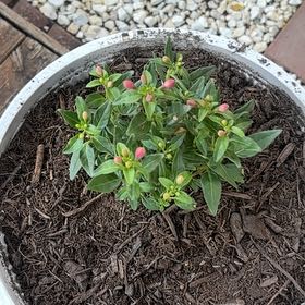 Photo of the plant species Pirouette by @CozySmallleaf16 named Sonora on Greg, the plant care app