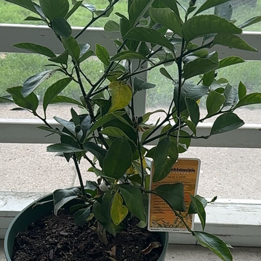 Photo of the plant species lemon tree by @WhizTurkshead39 named Marley on Greg, the plant care app