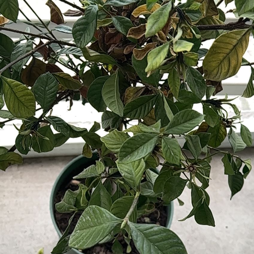 Photo of the plant species Common Gardenia by @WhizTurkshead39 named Naomi on Greg, the plant care app