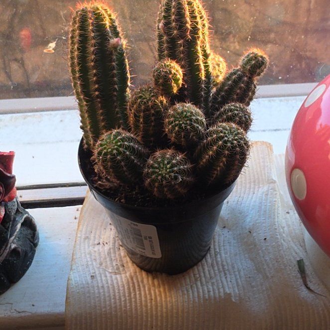 Photo of the plant species Peanut Cactus Hybrid by @KeyNeslia53 named Bodhi on Greg, the plant care app