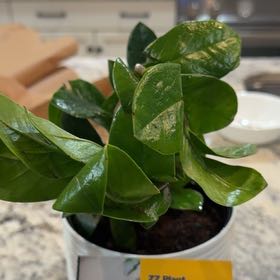 Photo of the plant species Zz Plant by @ZingyNapaea57 named LiloStitch on Greg, the plant care app
