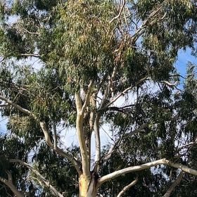 Photo of the plant species Tasmanian Blue Gum by @HotPigfern45 named Messi on Greg, the plant care app