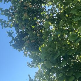 Photo of the plant species Tulip Poplar by @CozyThujopsis57 named Foxxy on Greg, the plant care app