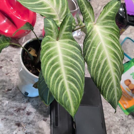 Photo of the plant species Caladium lindenii 'Magnificum' by @CalmIvygourd35 named Mochi on Greg, the plant care app