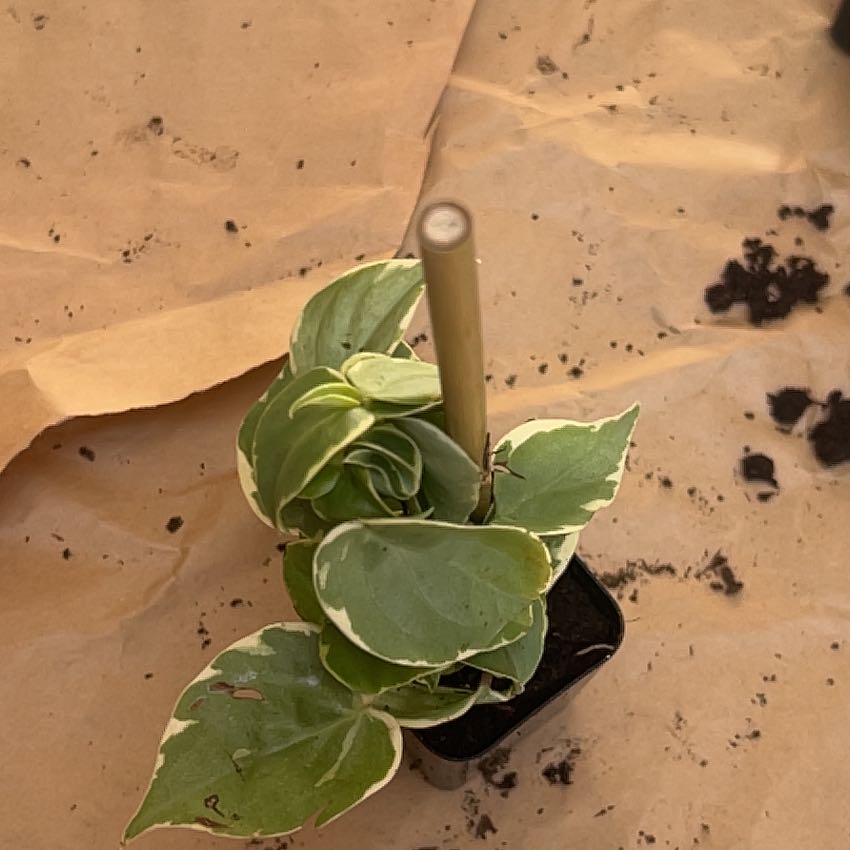 Photo of the plant species Peperomia by @RegalBacopa96 named Marley on Greg, the plant care app