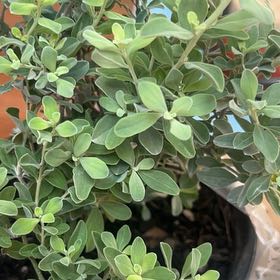 Photo of the plant species Texas Sage by @RegalBacopa96 named Silverado on Greg, the plant care app
