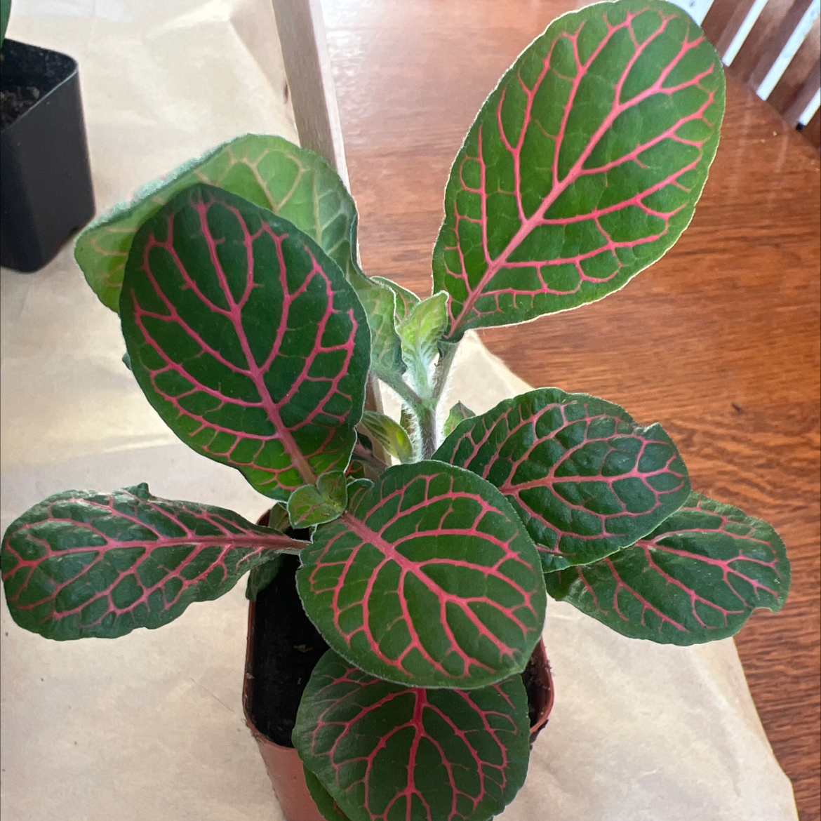 Photo of the plant species Red Anne Nerve Plant by @RegalBacopa96 named Fittonia on Greg, the plant care app