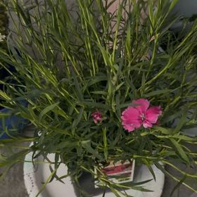 Photo of the plant species Pashmina Magenta Dianthus by @ZestyWormseed74 named Zion on Greg, the plant care app