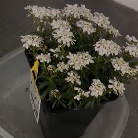 Photo of the plant species Evergreen Candytuft by @ZestyWormseed74 named Snowsation on Greg, the plant care app