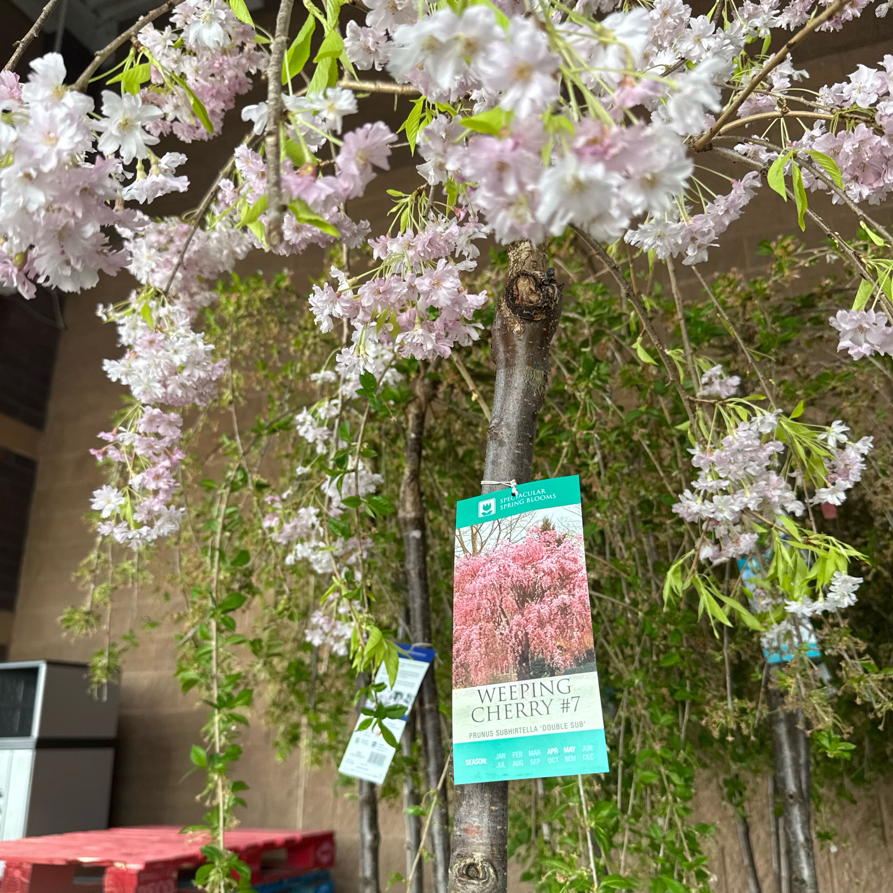 Photo of the plant species Double Flowering Weeping Cherry by @HeartKidNurse named Penelope on Greg, the plant care app