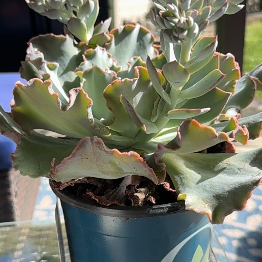 Photo of the plant species Echeveria 'Sahara' by @HeartKidNurse named Khaleesi on Greg, the plant care app