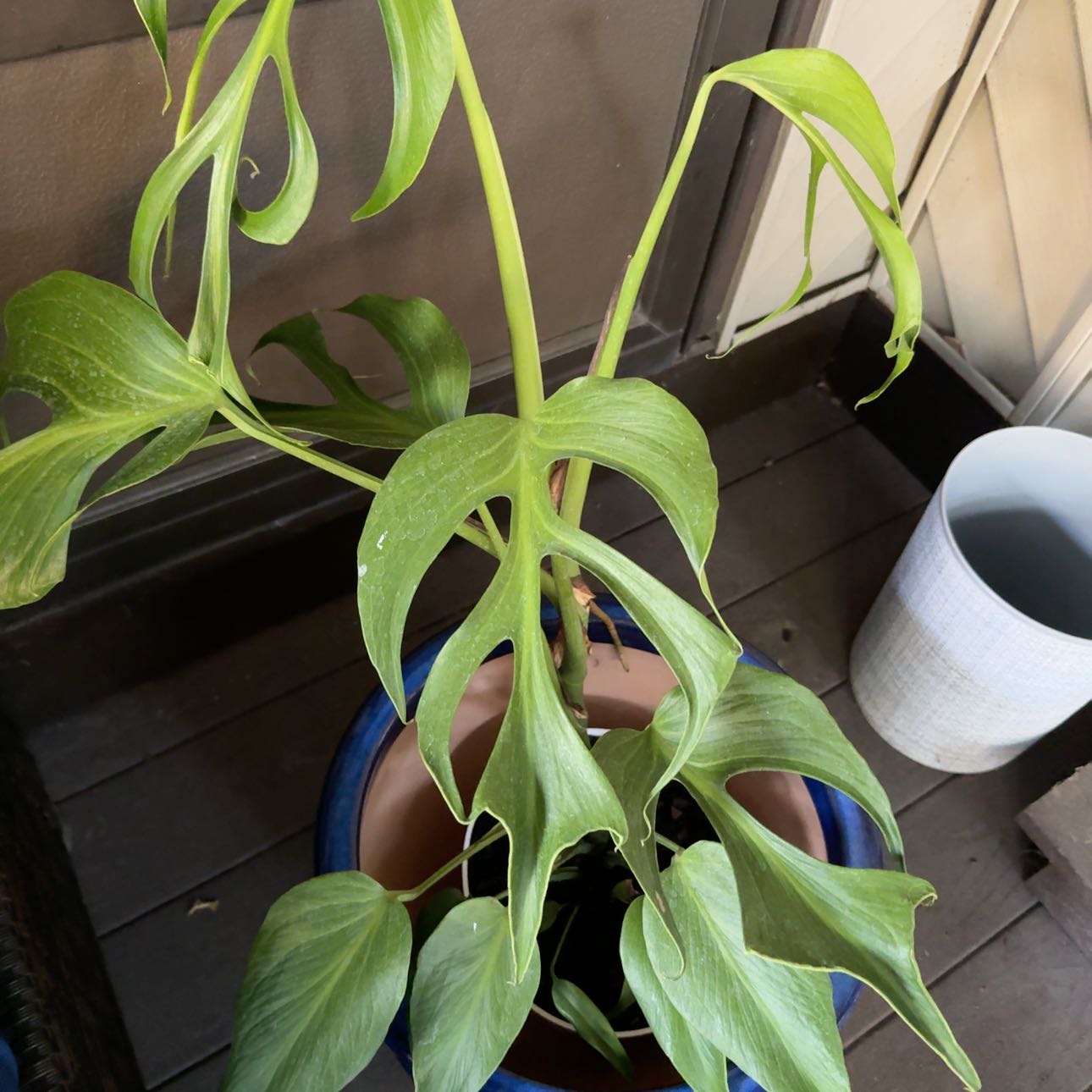 Photo of the plant species Monstera Burle Marx Flame by @HeartKidNurse named Dax on Greg, the plant care app