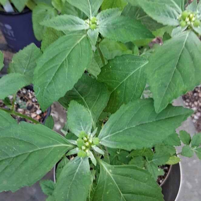Photo of the plant species Toothed Euphorbia by @ToughAsarina53 named Coco on Greg, the plant care app