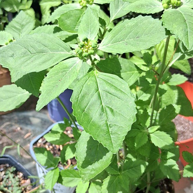Photo of the plant species Toothed Euphorbia by @ToughAsarina53 named Ulysses S Plant on Greg, the plant care app
