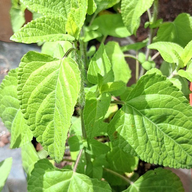 Photo of the plant species Blood Sage by @ToughAsarina53 named Scarlett on Greg, the plant care app