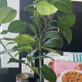 Photo of the plant species Sudachi Hybrid Yuzu by @OpulentOnion21 named Cleopatra on Greg, the plant care app