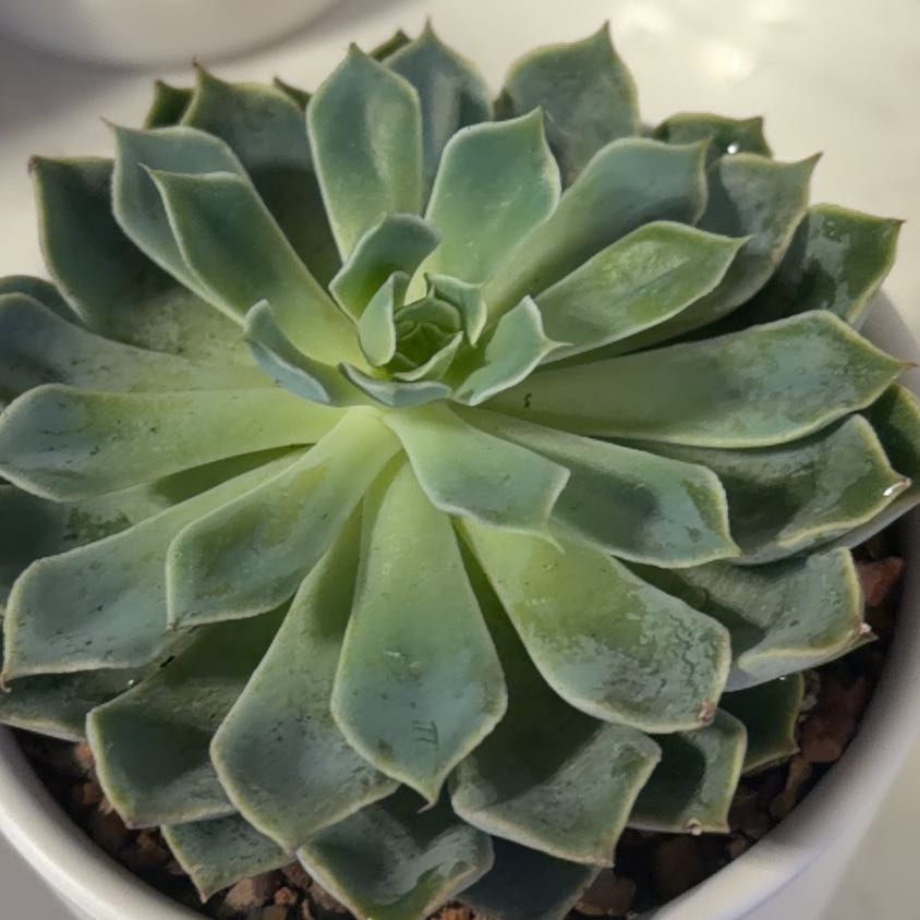Photo of the plant species Echeveria by @JesterComet41 named Figyonce on Greg, the plant care app