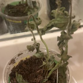 Photo of the plant species Holy Basil (Tulsi) by @Wathamani named Surya on Greg, the plant care app