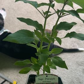 Photo of the plant species Pineapple Sage by @Wathamani named SpongeBob on Greg, the plant care app