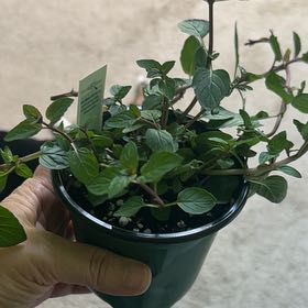 Photo of the plant species Chocolate Mint by @Wathamani named Andes on Greg, the plant care app