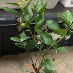 Photo of the plant species Lime Tree by @Wathamani named Emerson on Greg, the plant care app