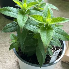Photo of the plant species Scarlet Beebalm by @Wathamani named Doja Cat on Greg, the plant care app
