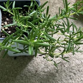 Photo of the plant species Trailing Rosemary by @Wathamani named Gates on Greg, the plant care app