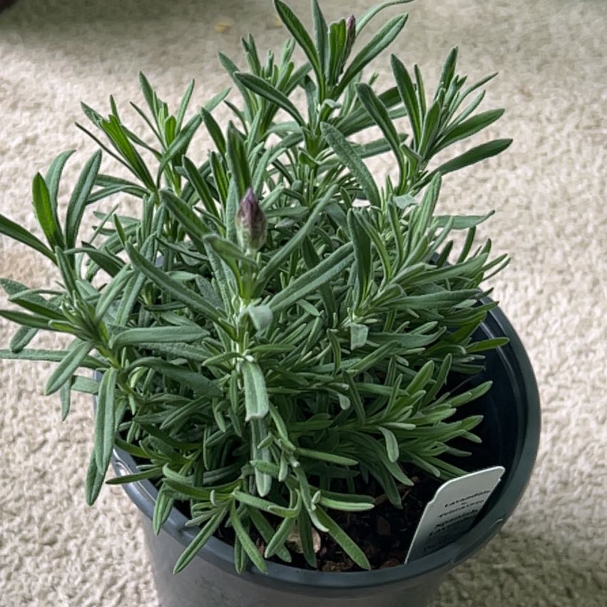 Photo of the plant species Lavender by @Wathamani named Mamacita on Greg, the plant care app