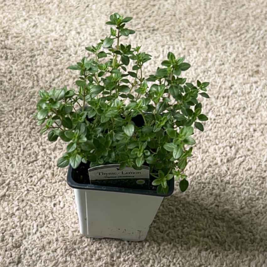Photo of the plant species Lemon Thyme by @Wathamani named Achilles on Greg, the plant care app