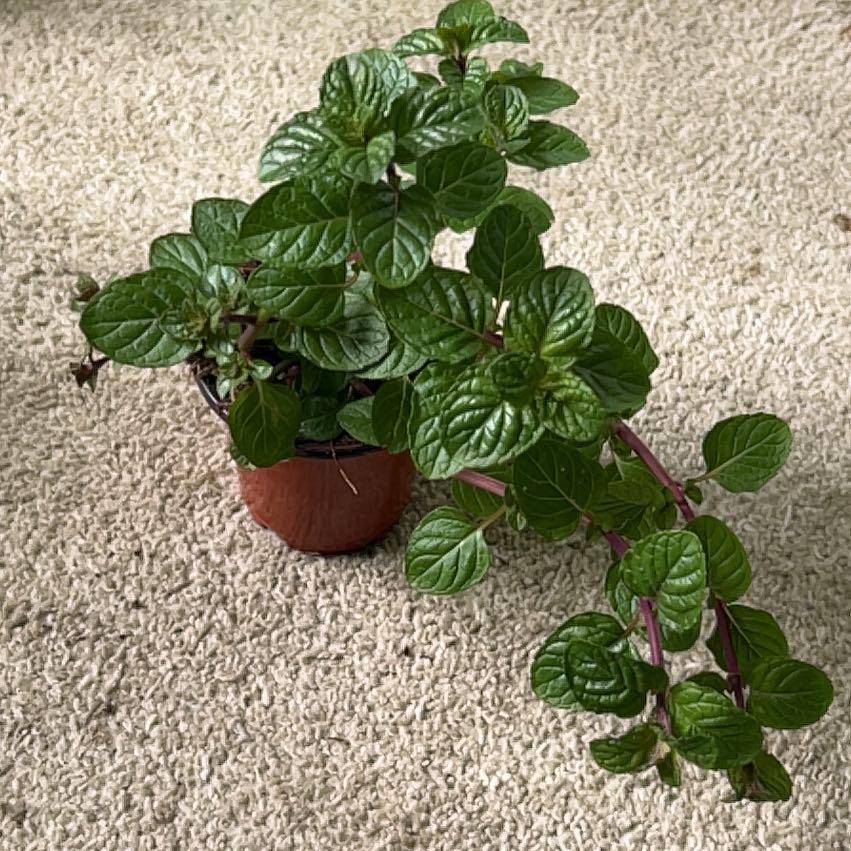 Photo of the plant species Blackcurrant Mint by @Wathamani named Tolkien on Greg, the plant care app