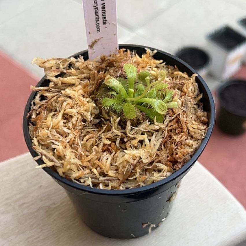 Photo of the plant species Sundew by @Wathamani named Darwin on Greg, the plant care app