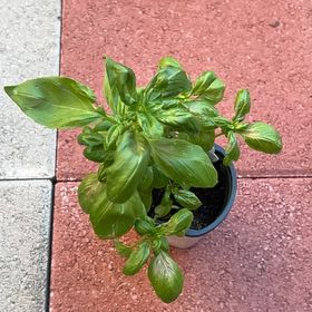Photo of the plant species Genovese Basil by @Wathamani named Leonardo on Greg, the plant care app