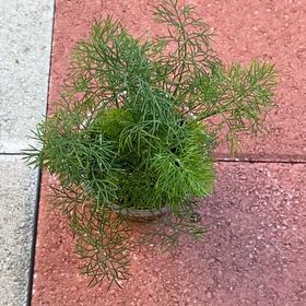 Photo of the plant species Dill by @Wathamani named Sigmund on Greg, the plant care app