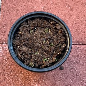 Photo of the plant species California Poppy by @Wathamani named Sol on Greg, the plant care app