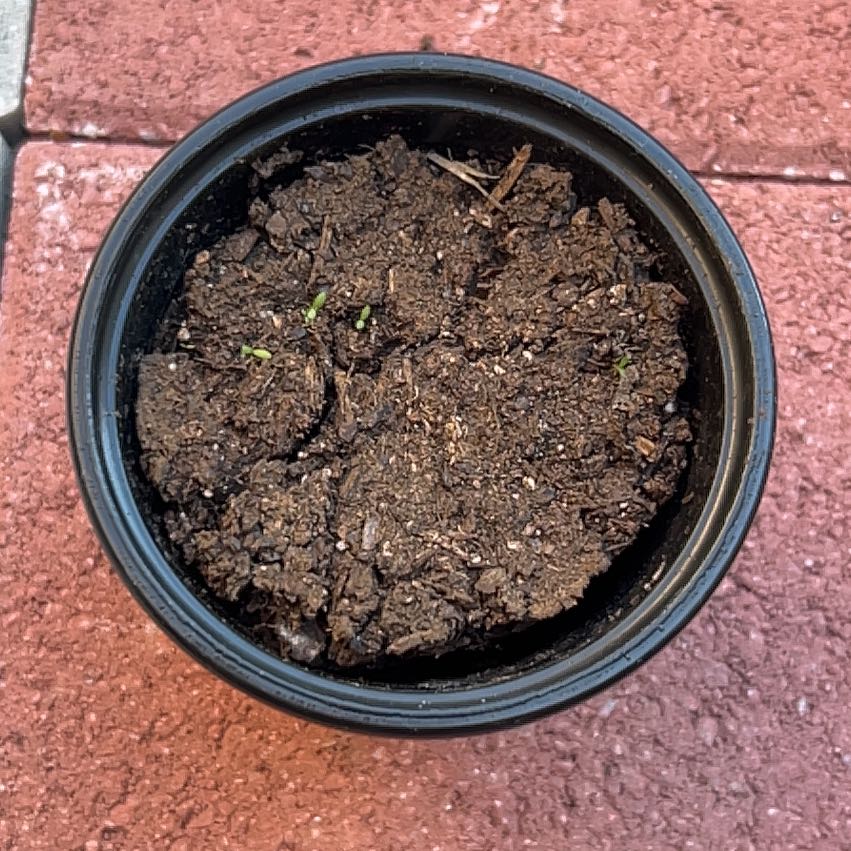 Photo of the plant species Chamomile by @Wathamani named Zeus on Greg, the plant care app