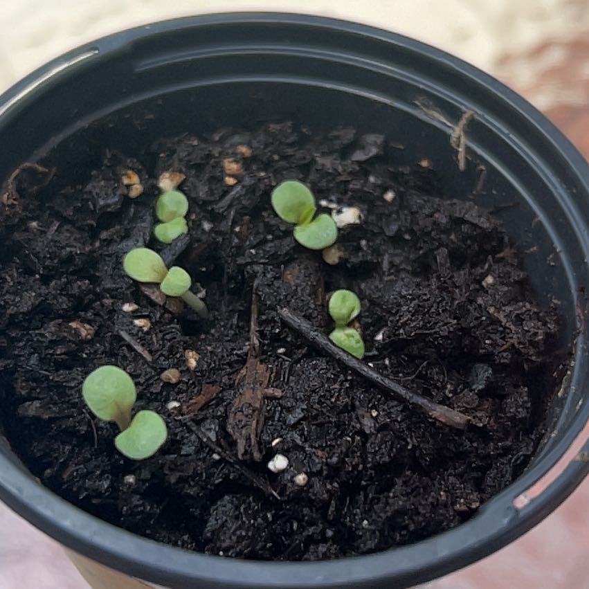 Photo of the plant species Coneflower by @Wathamani named Sanders on Greg, the plant care app