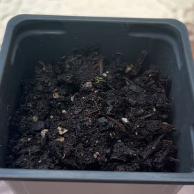Photo of the plant species Greater Plantain by @Wathamani named Denali on Greg, the plant care app
