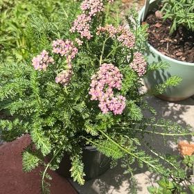 Photo of the plant species Milfoil by @Wathamani named Robert Plant on Greg, the plant care app