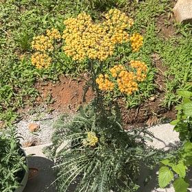 Photo of the plant species Fernleaf Yarrow by @Wathamani named Harmony on Greg, the plant care app